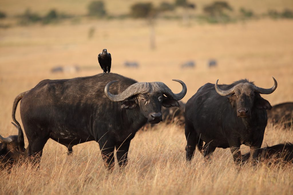 A black bird resting on the back of a black buffalo at mara siana