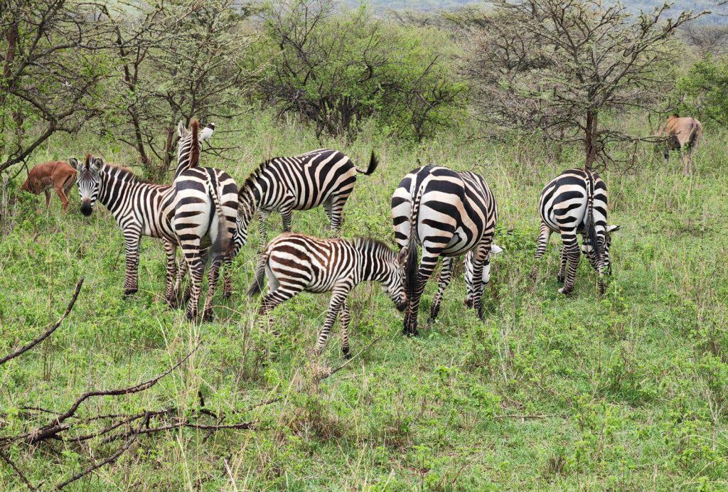 Wildlife grazing at mara siana conservancy