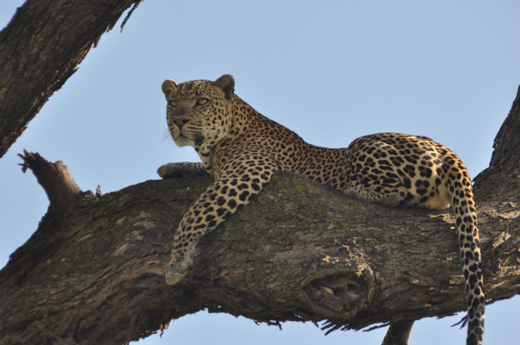 cheetah at siana conservancy