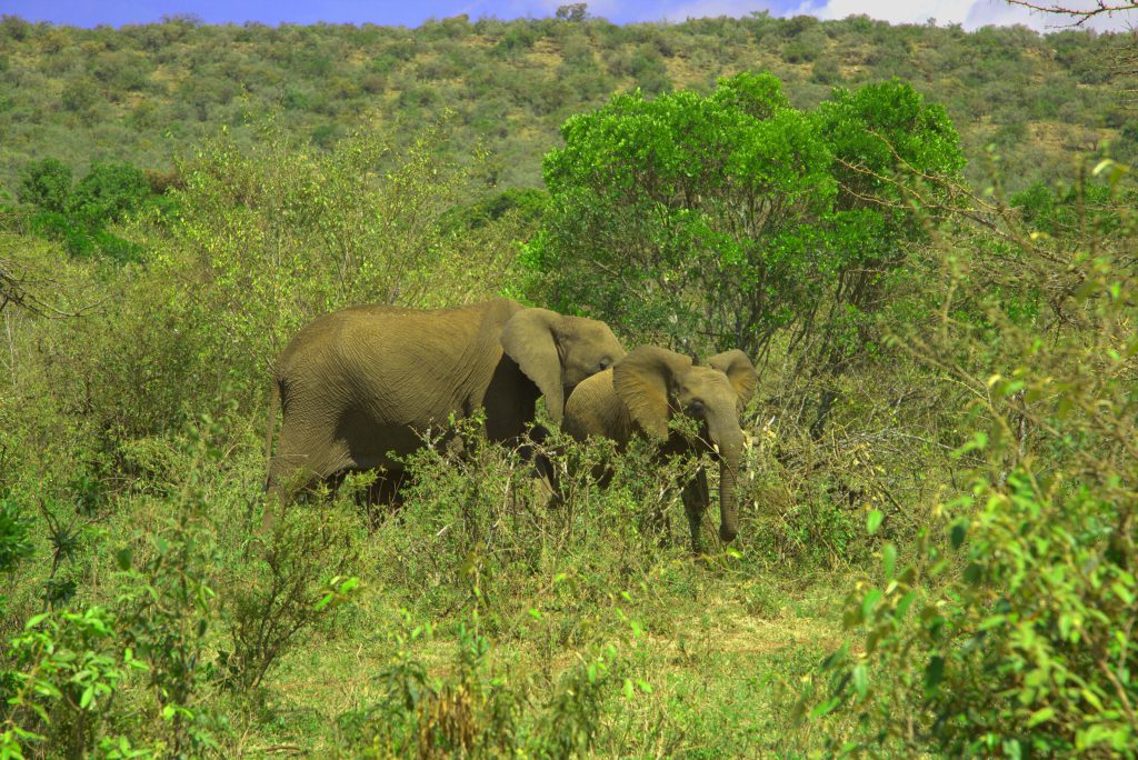 elephants at siana conservancy masai mara