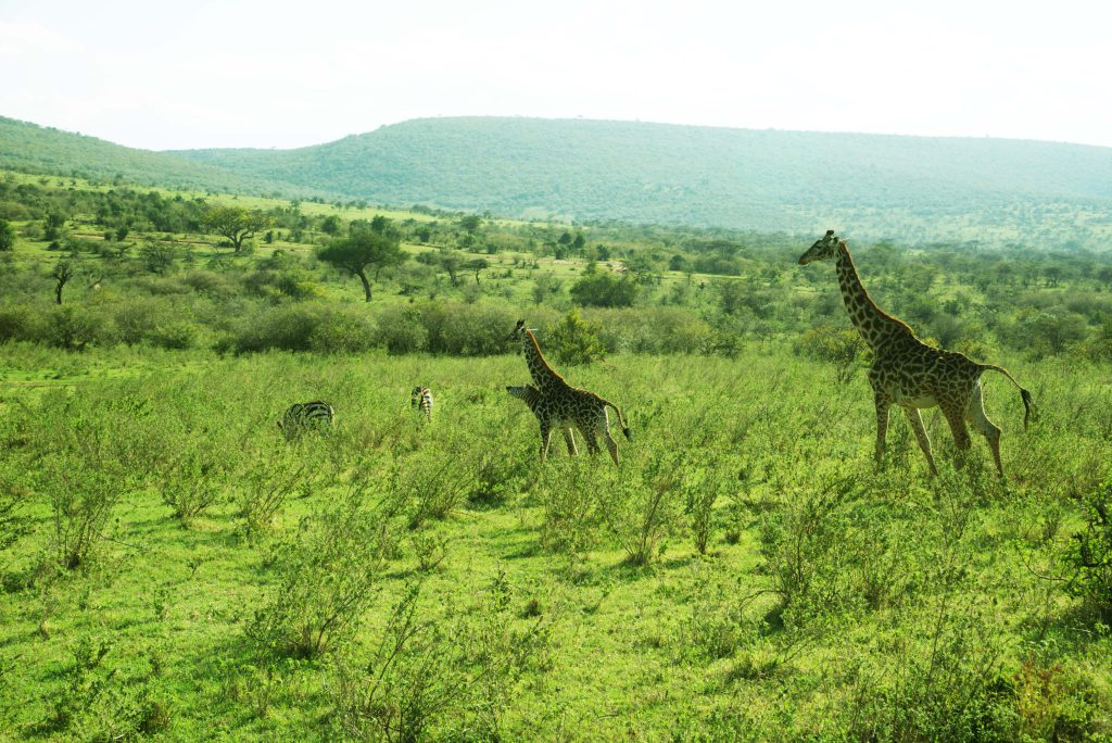 giraffes at siana conservancy masai mara