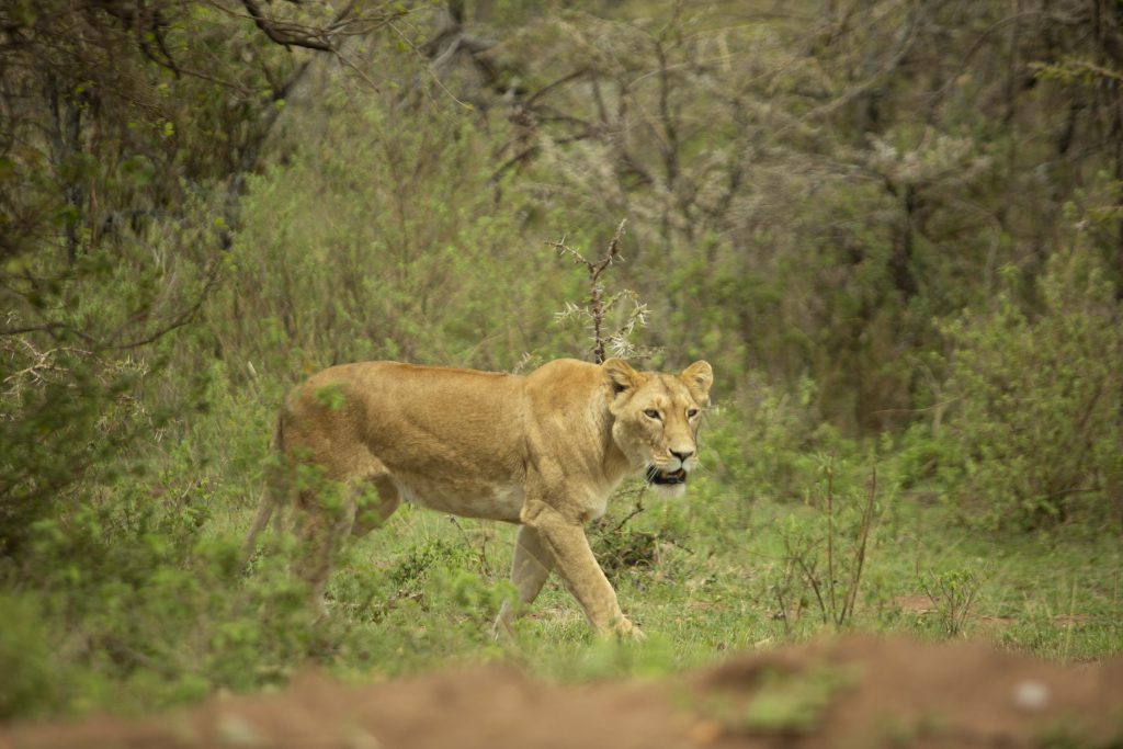 lion spotted at entumoto