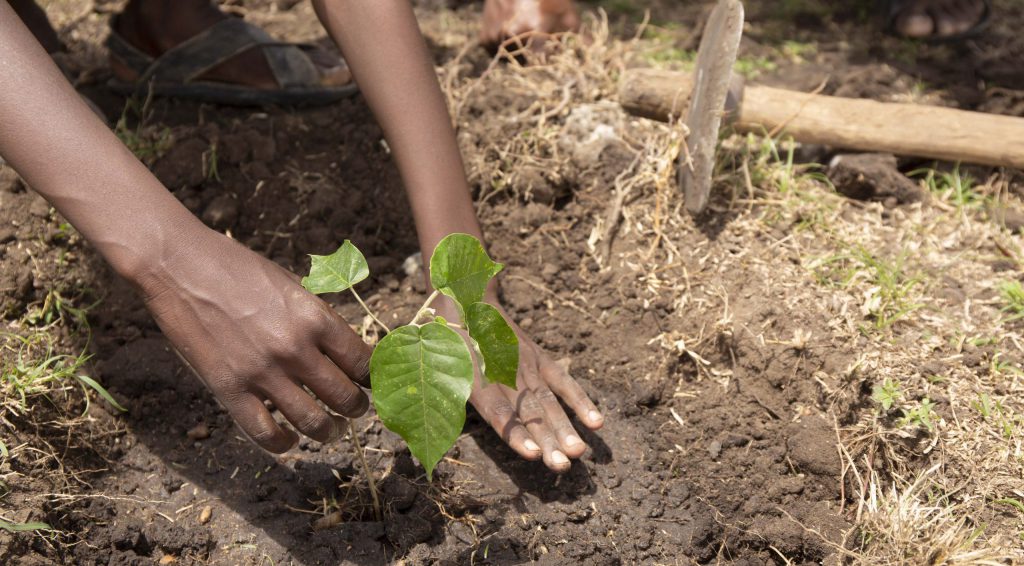 tree planting